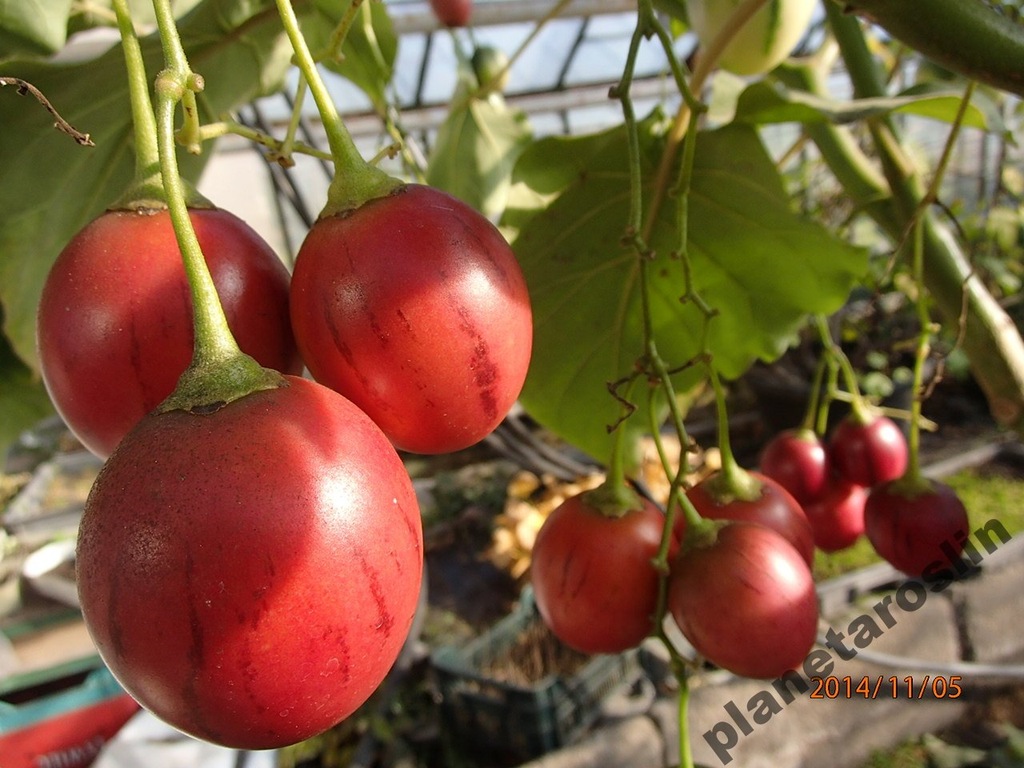 Pomidor Drzewiasty Cyfomandra Tamarillo Oficjalne