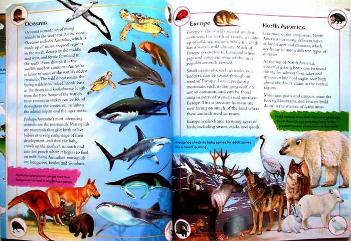 Atlas Naklejki Plansze Mapy Flagi Dinozaury 4w1 Tytuł Sticker Atlas z Naklejkami