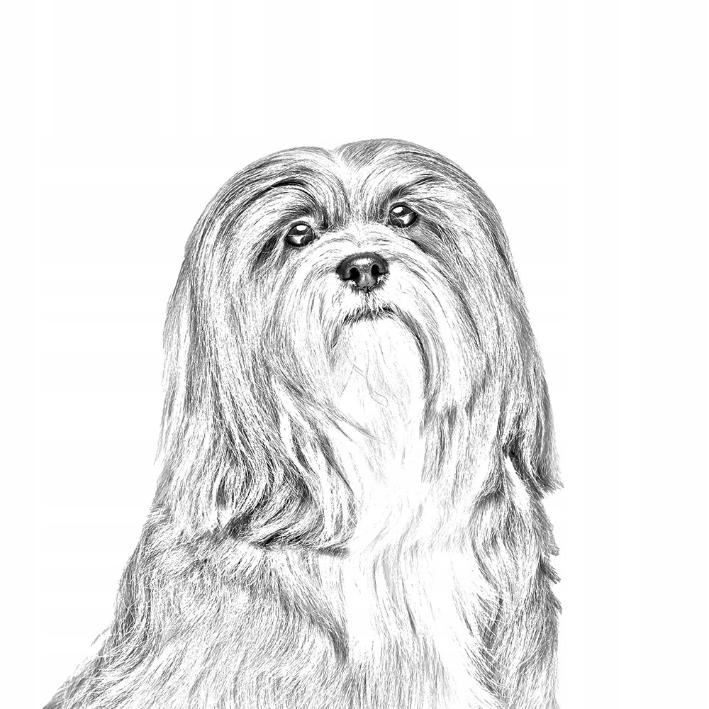 Lhasa Apso Spinka do krawata łańcuszek grafika Materiał inny