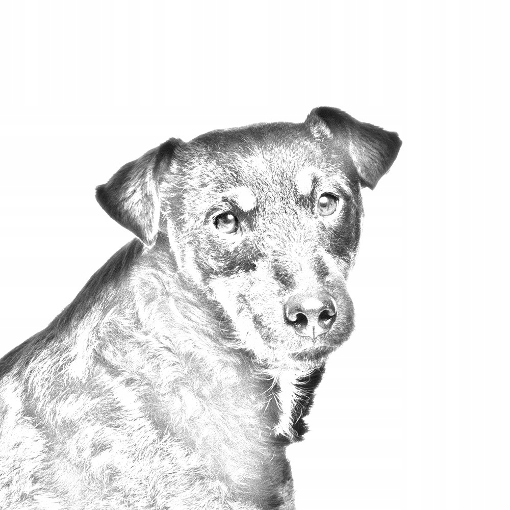 Niemiecki terier myśliwski Spinka do krawata Materiał inny