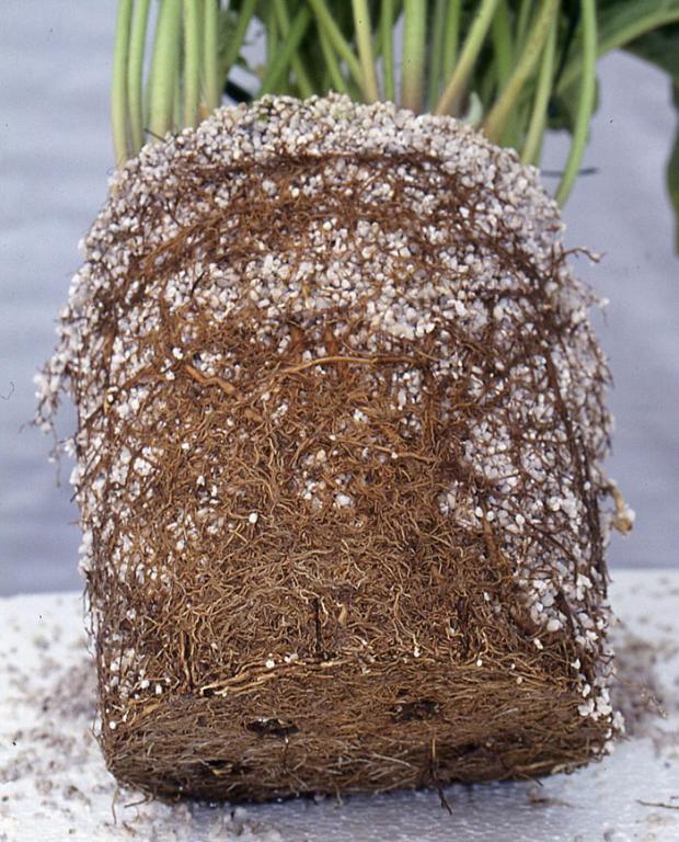 PERLIT AGRO S/TR 20L- NAJWYŻSZA JAKOŚĆ!!!! EAN (GTIN) 3665274645677