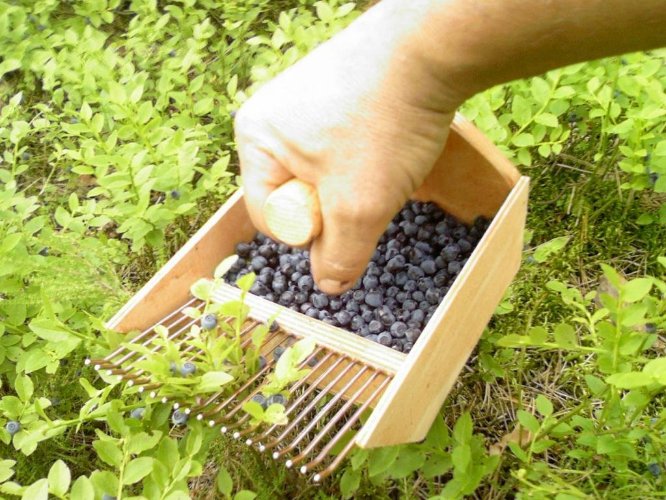 Zbieraczka zbieraczki maszynka do jagód borówek Marka inna