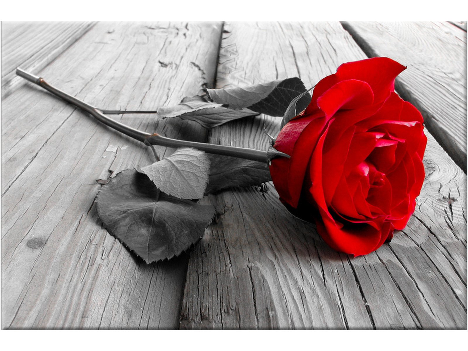 

Obraz na płótnie Tryptyk Róża 90x60 do salonu