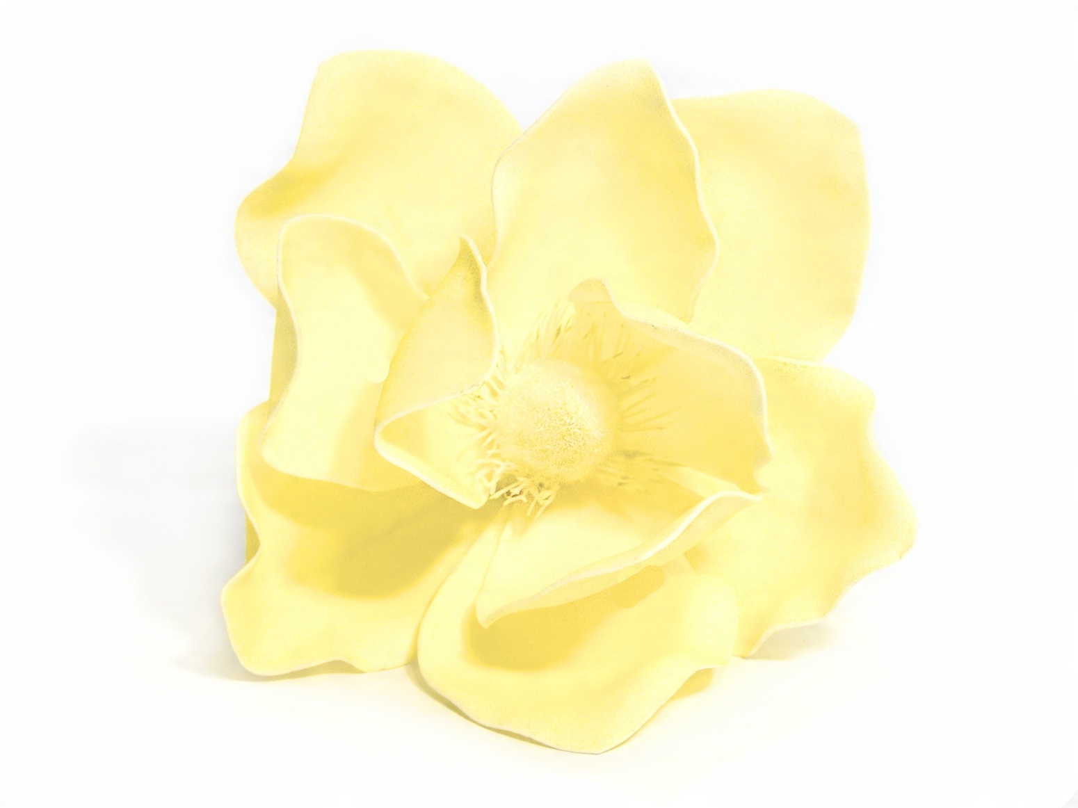 

Magnolia Piankowa Duża Główka Na Piku Yellow