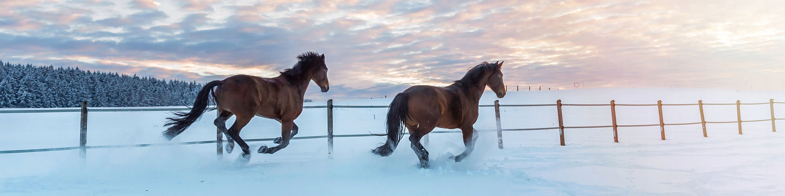 Pánska kožená peňaženka Wild Horse Hnedé Puzdro Ďalšie vlastnosti priestor na mince priestor pre preukaz priestor pre fotografiu