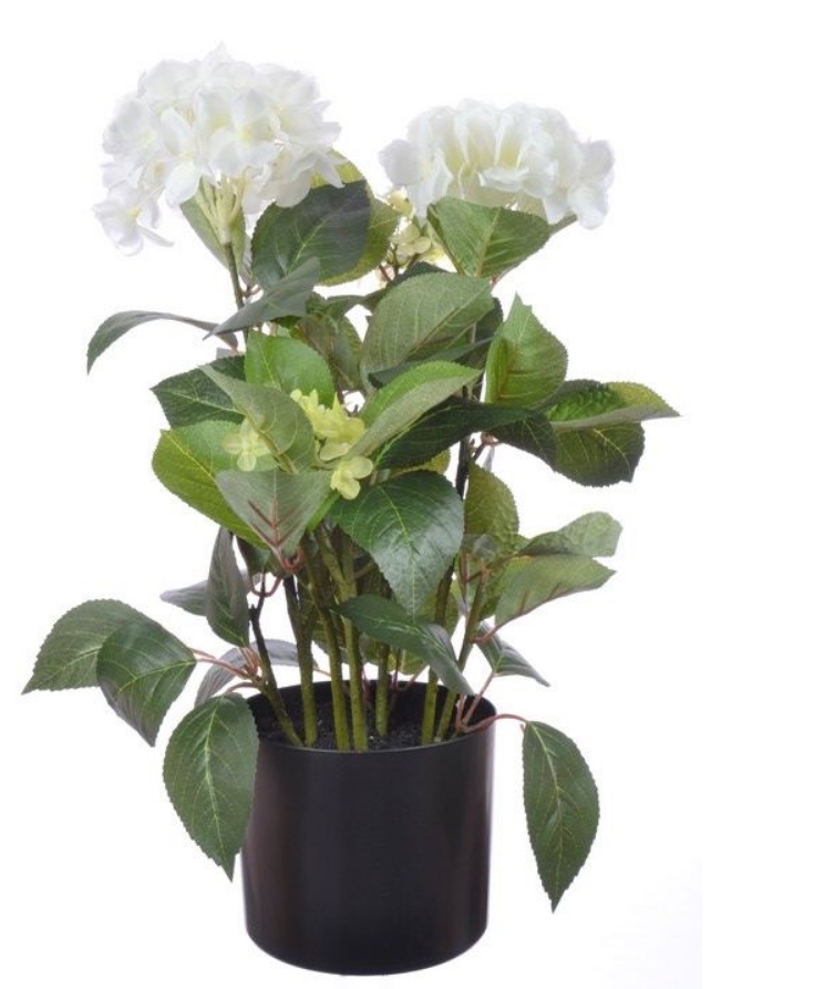 

Piękna Hortensja Vivaldi W Doniczce 50cm