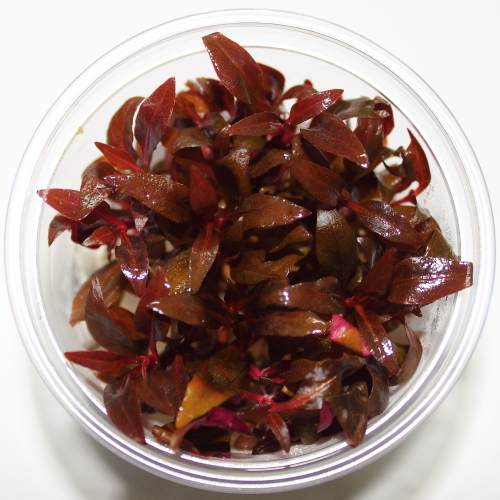 Alternanthera sp mini- w żelu- akwa_fan
