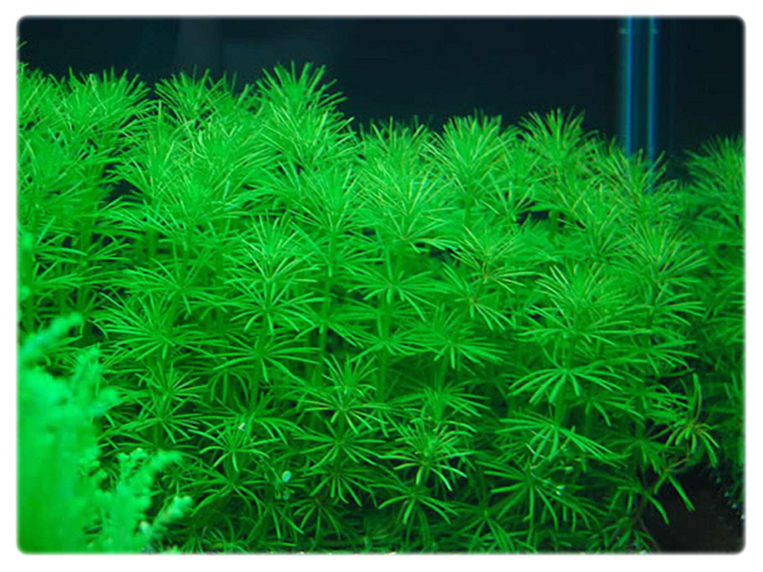Bacopa myriophylloides OKÓŁKOWA kubek 10cm InVitro Kod producenta 07896