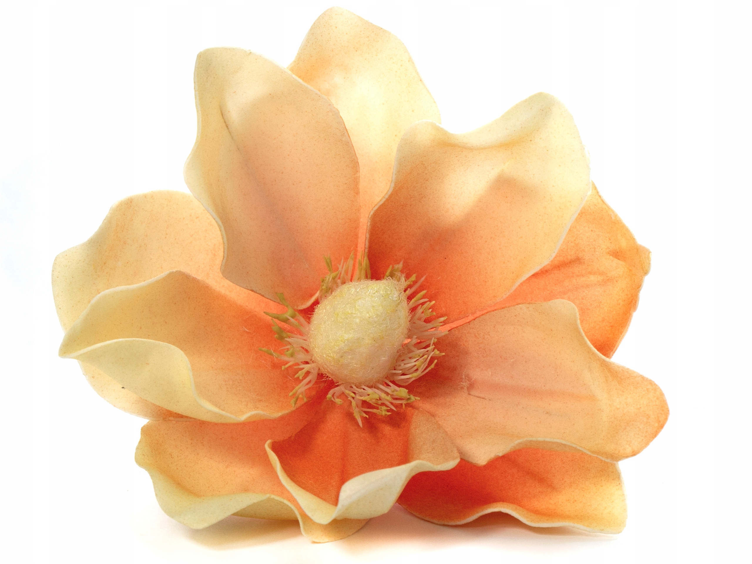 

Magnolia Piankowa Duża Główka Na Piku Orange Cream