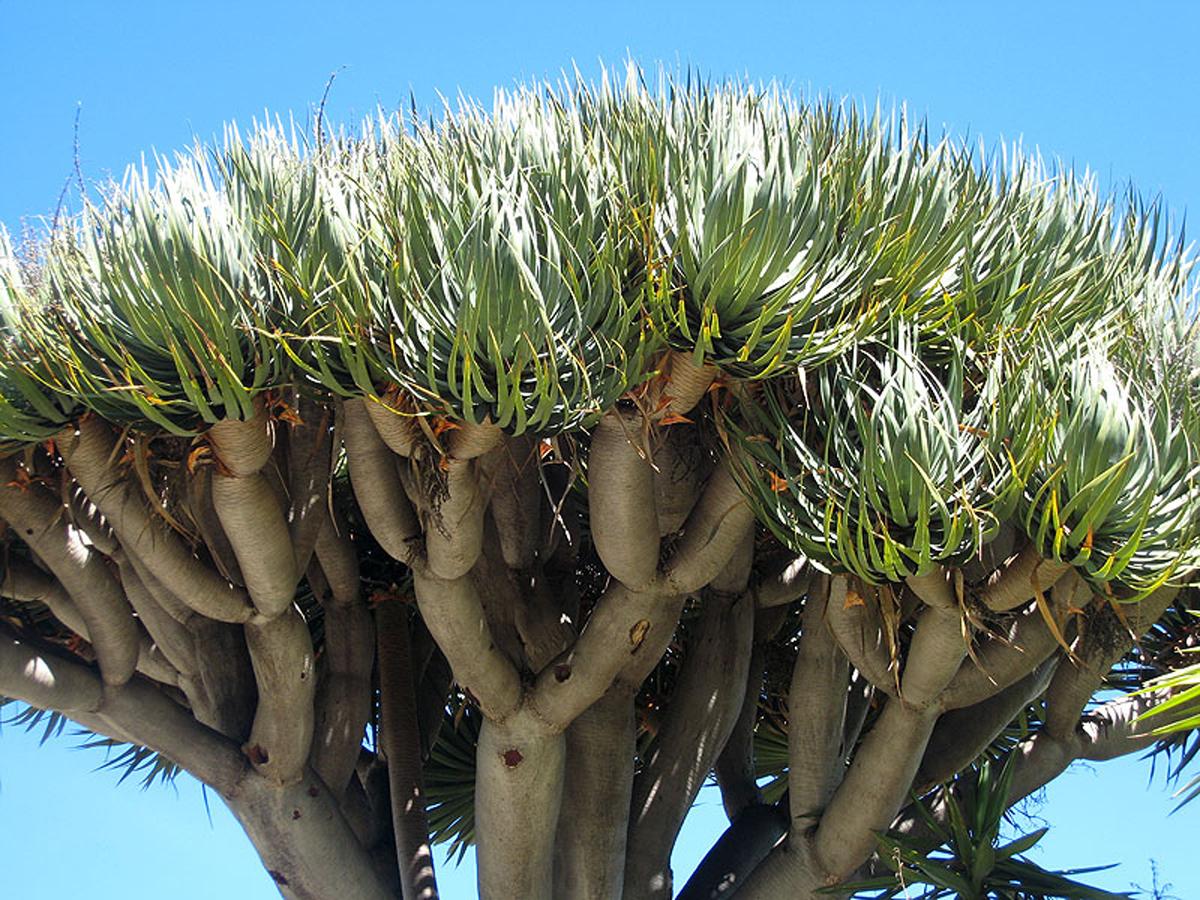 Драконово дерево. Dracaena Draco. Драконовое дерево Драцена драконовая. Пальма драконовое дерево. Драцена Драко.