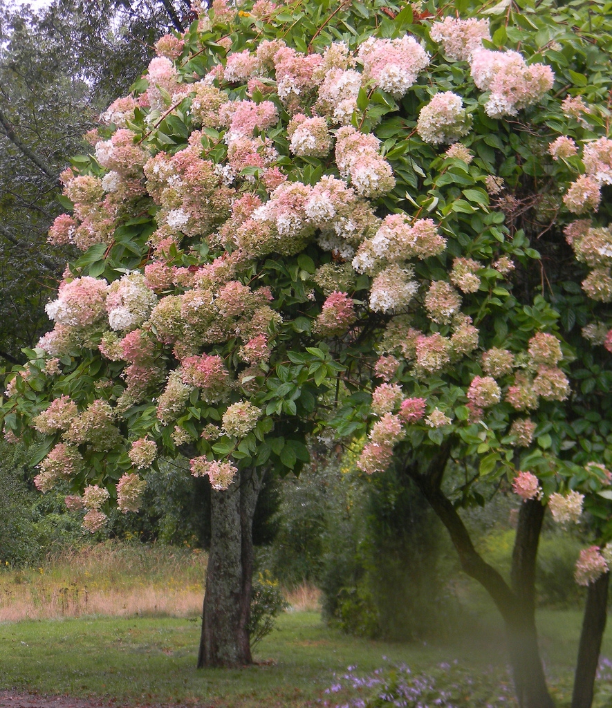 Hortensja bukietowa PINK DIAMOND Królowa OGRODU Nazwa łacińska hydrangea paniculata