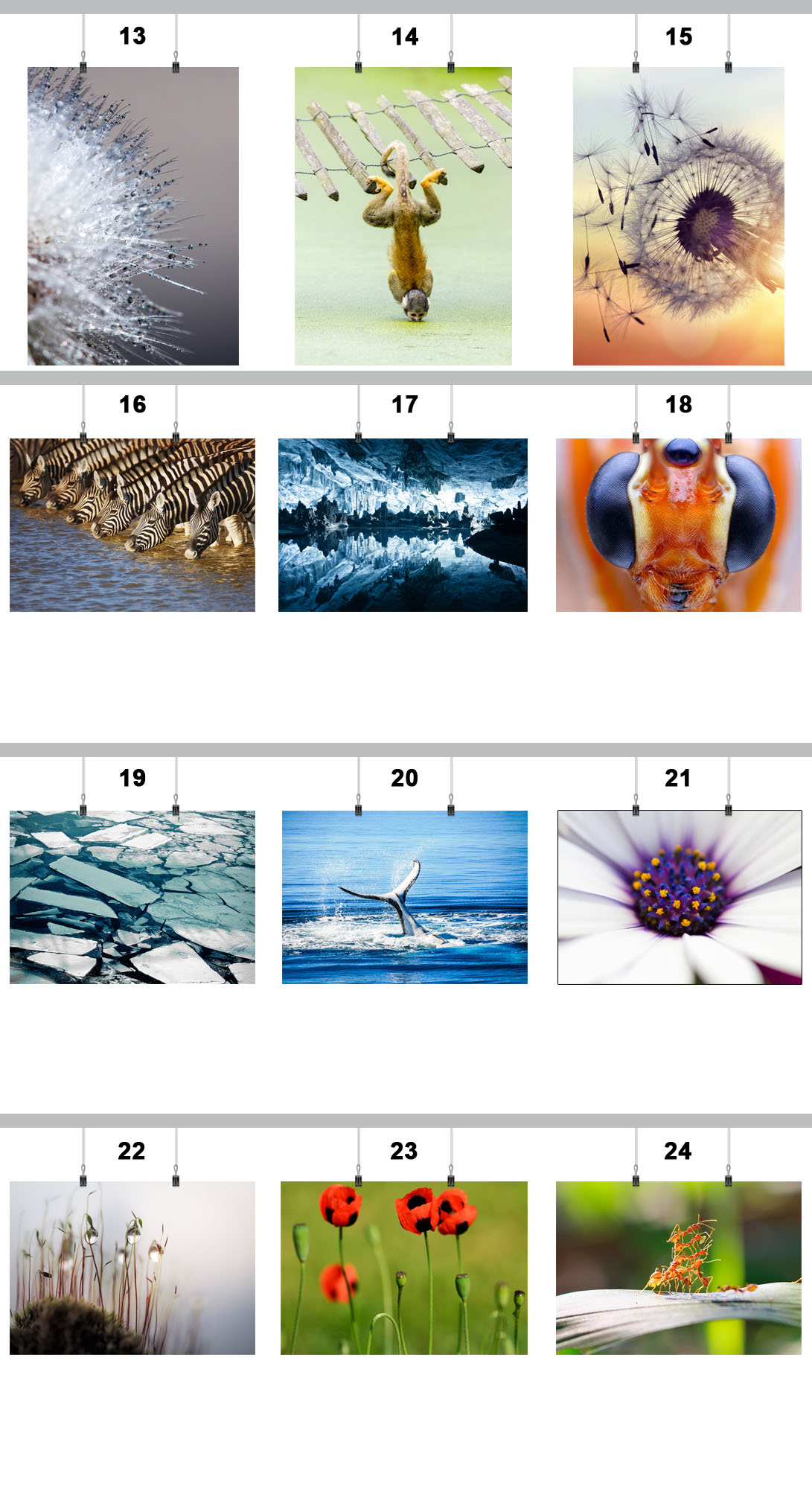 PLAKAT NATURA ROŚLINY 50x70 CM 30 WZORÓW MATOWY Wysokość produktu 70 cm