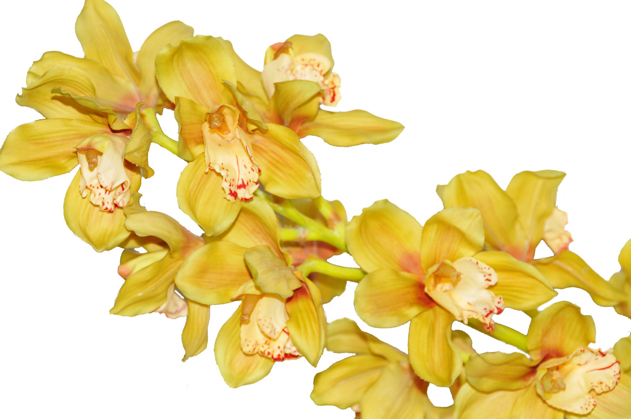 Storczyk Cymbidium Sztuczny Jak Ywy Cm Art Rose Art Rose Cena Opinie Sztuczne Kwiaty