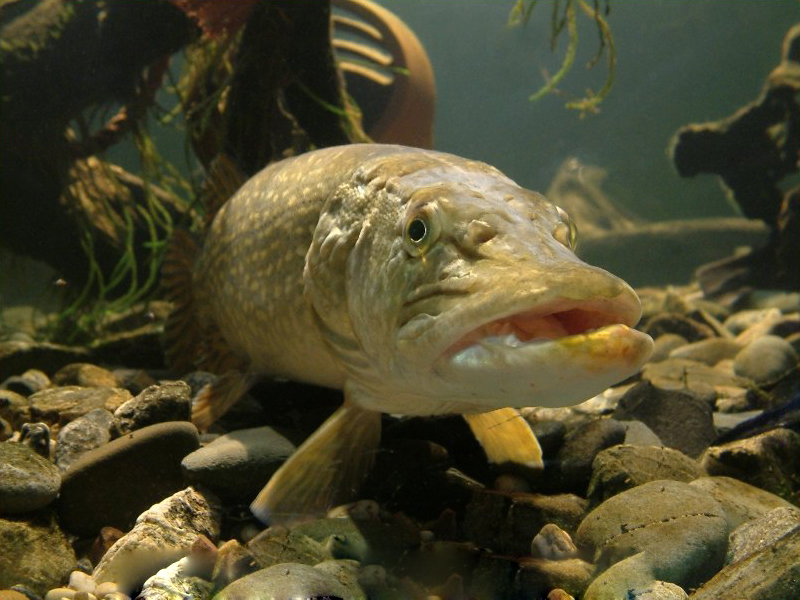 GŁÓWKA JIGOWA MISTRALL SHIRO JAMBO 6g nr 1/0 Waga 6 g