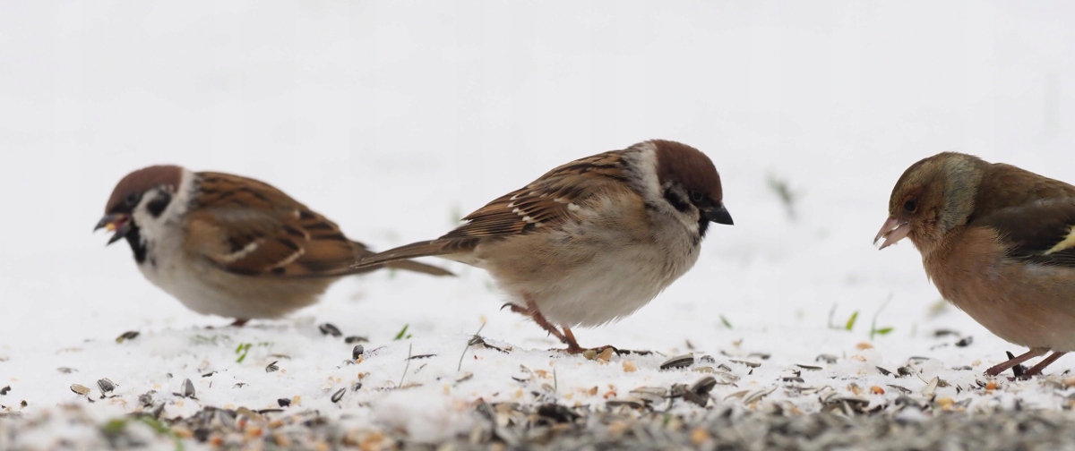 KARMA POKARM ZIARNO SŁONECZNIK DO KARMNIK DLA DZIKICH PTAKÓW ZIMUJĄCYCH Waga 20 kg