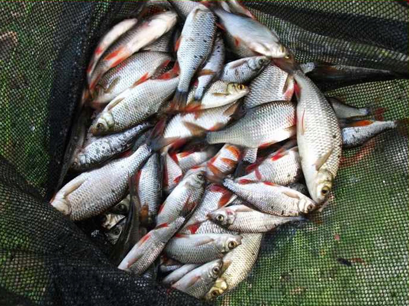 SIATKA SADZYK NA RYBY MISTRALL śr.35cm / dł.70cm Kod producenta AM-6008467