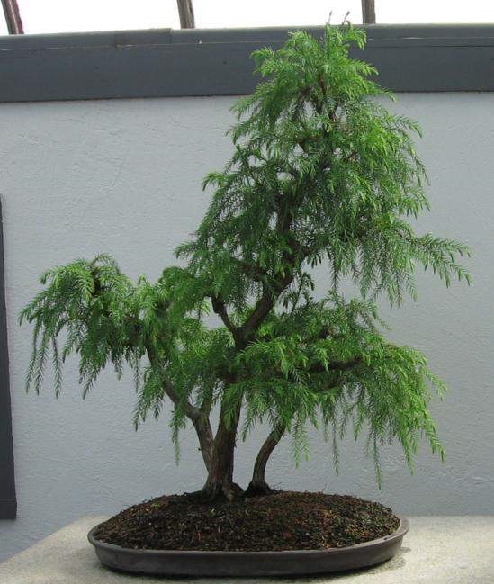 1000 semien NA BONSAI OHŇOVÝ STROM - DELONIX REGIA NA BONSAI 3 SEMENÁ