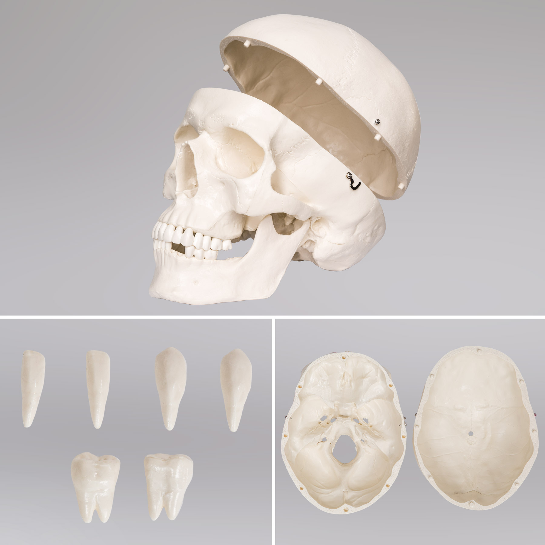 Модель анатомического скелета человека 400502 Вес 10 кг