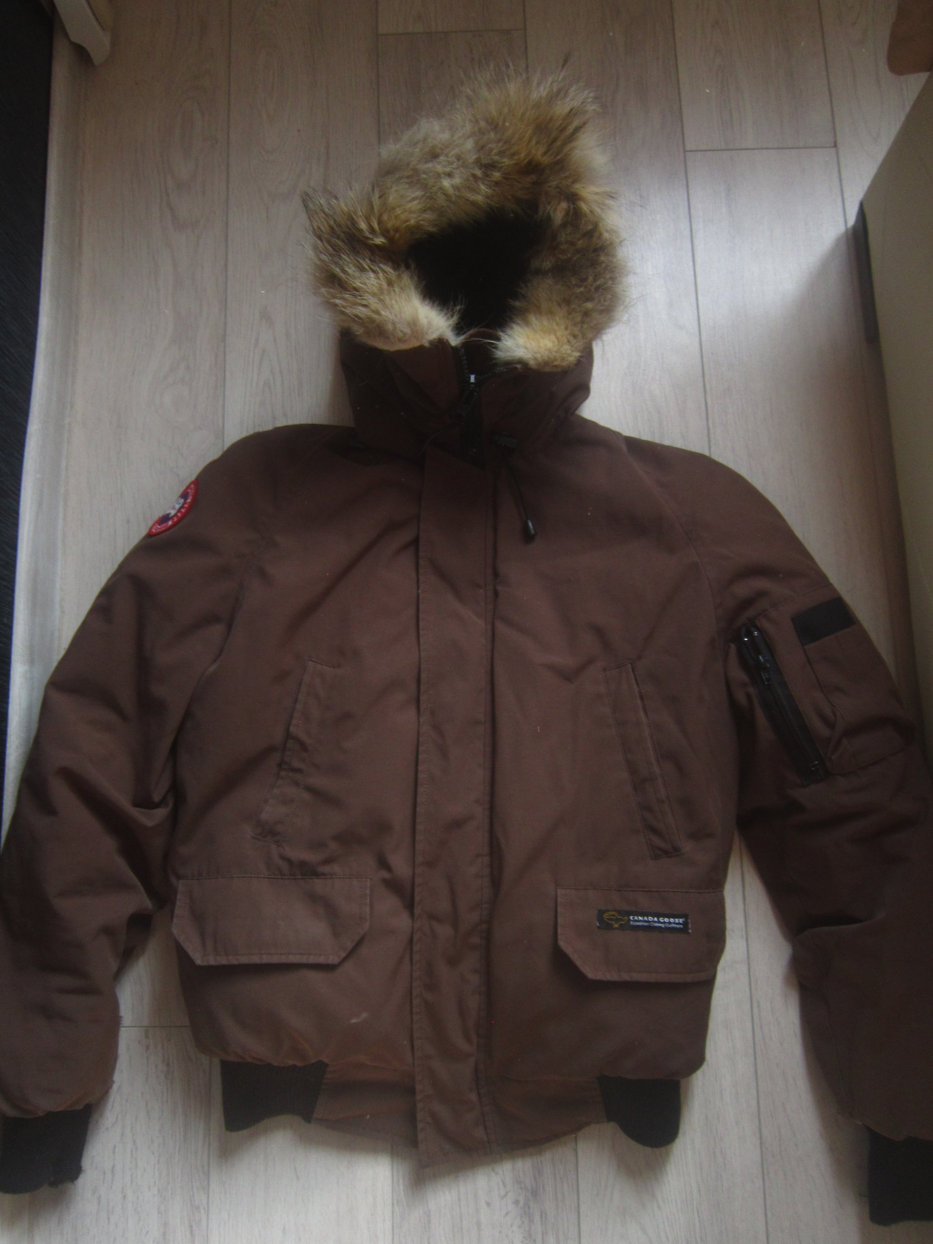 canada goose CHILLIWACK wiosenna canada goose CHILLIWACK wiosenna