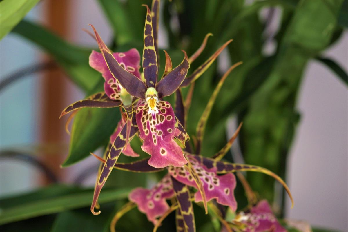 krásne kvitnúce orchidey