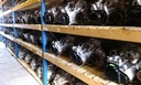 Коробка, кпп, ящик, ящик 5 передач, коробка передач ert skoda octavia seat leon3, купити із шроту