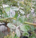 фото mini №4, Signum 10g gray mold contagion potatoes mealy genuine plants decorative