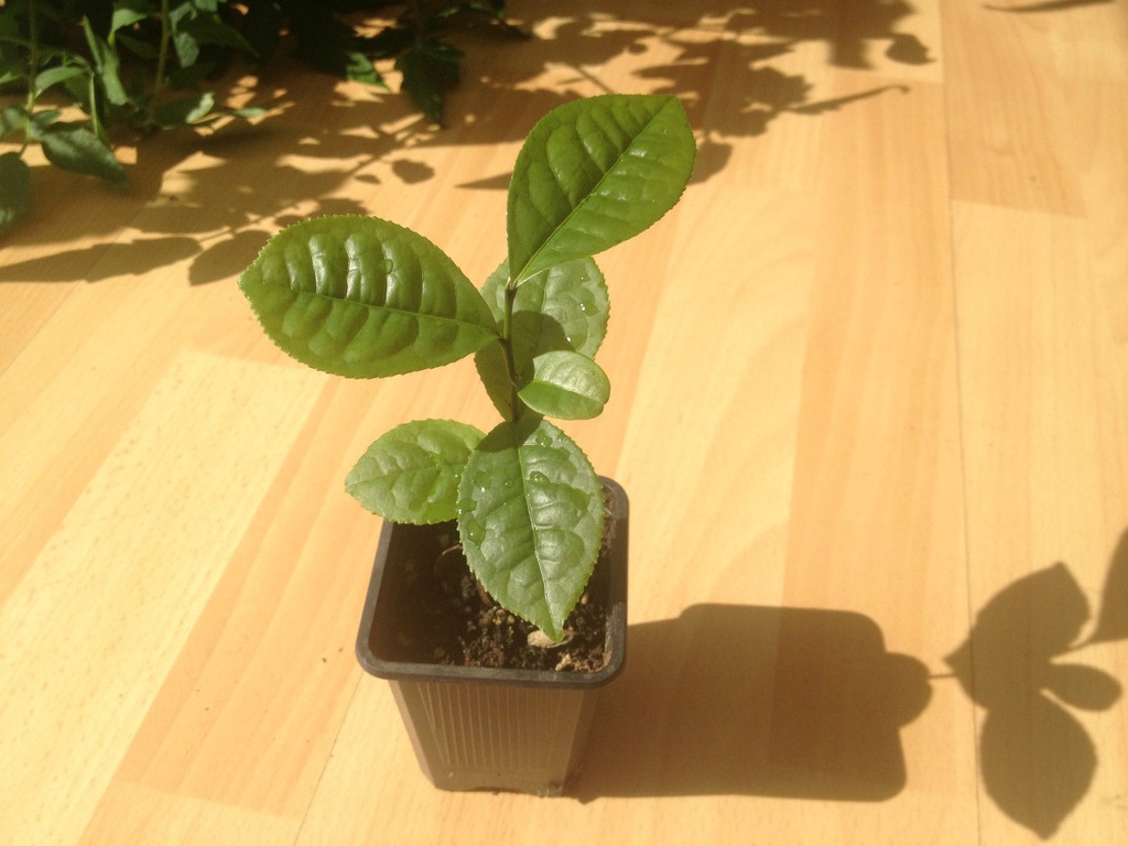 Herbata (Camellia sinensis) 1 SADZONKA