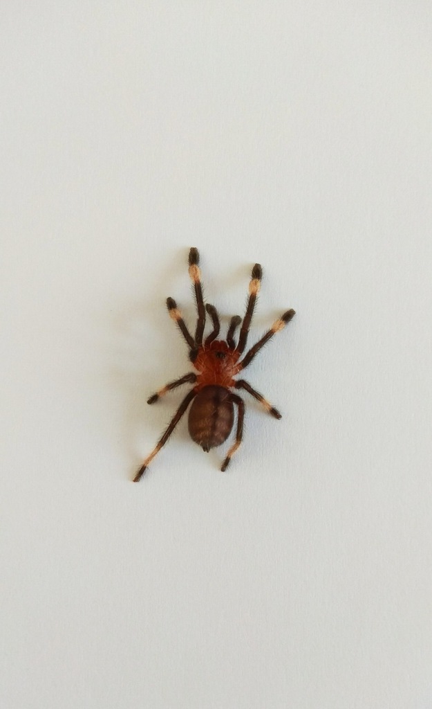 Psalmopoeus irminia L2