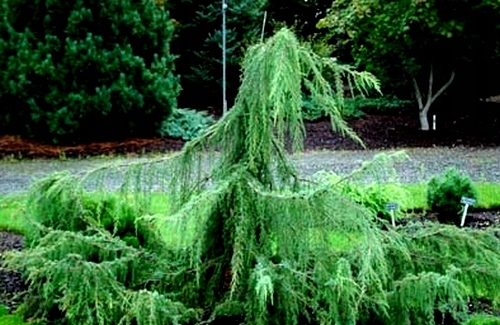 Jałowiec pospolity Horstmann Pendula C3 20-60cm