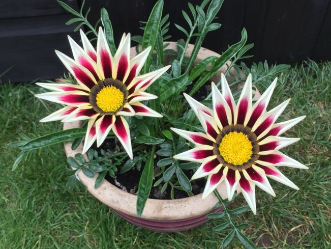 Gazania Cudne Kwiaty Otwarte W Dzien Zamkniete Noc 7135985987 Oficjalne Archiwum Allegro