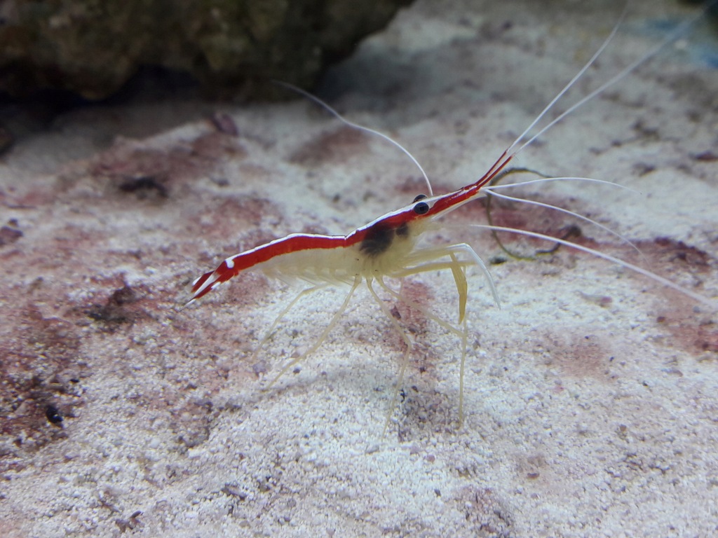 Lysmata amboinensis - krewetka czyszczaca