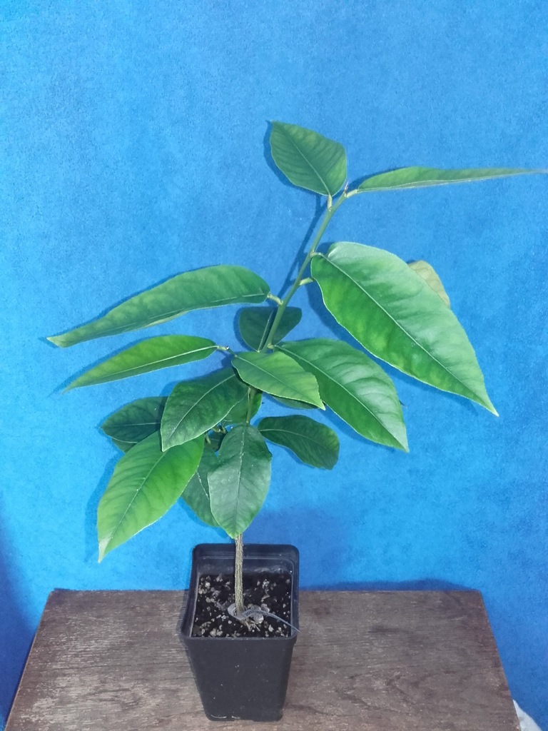Cytryna Monterosso - Pomarańcza Mandarynka Limonka