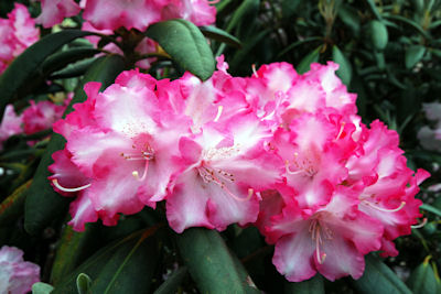 RHODODENDRON EMANUELA ODCIENIE RÓŻU