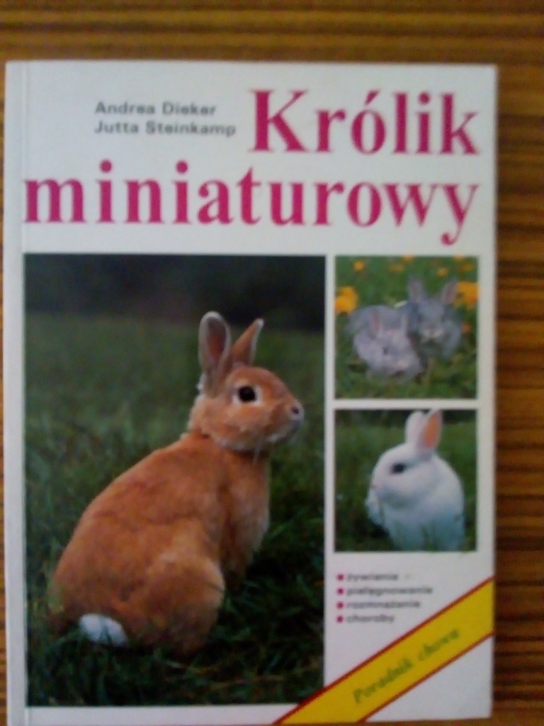 Królik miniaturowy Andrea Dieker