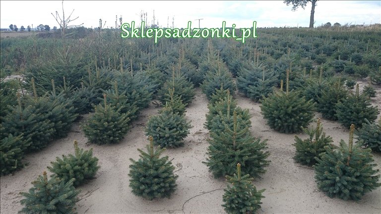 Świerk srebrny kłujący Picea Pungens 3lat 45cm