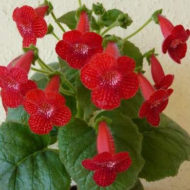 Kohleria RED RYDER