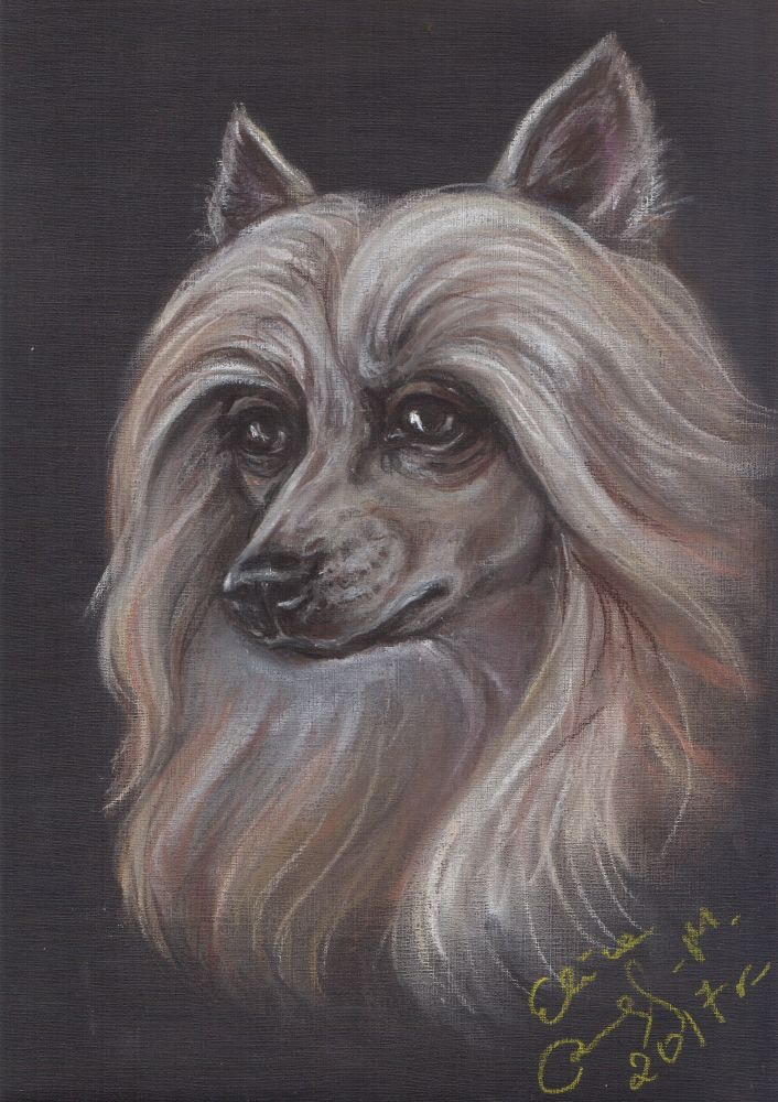 Grzywacz chiński -pies portret, rysunek