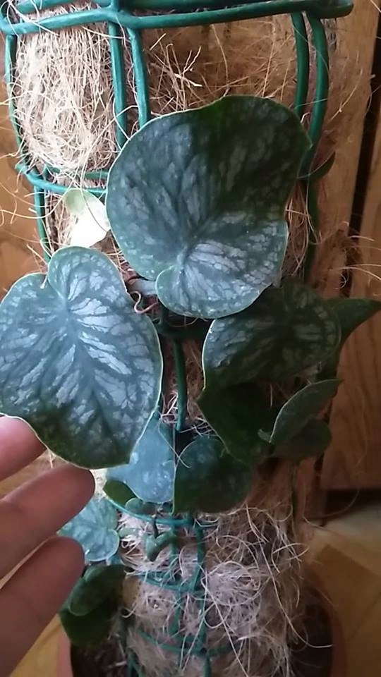 Monstera dubia - rarytas