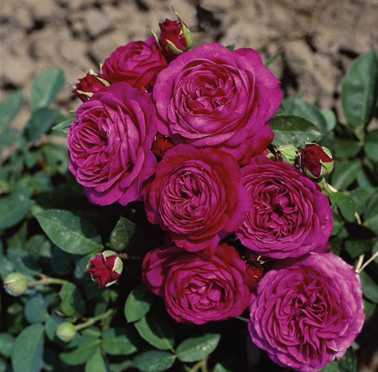 Róża RABATOWA TANTAU licencja HEIDI KLUM ROSE