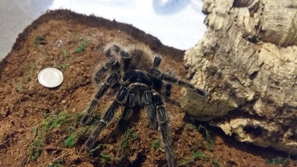 Samica Lasiodora striatipes 9DC ~RARYTAS~