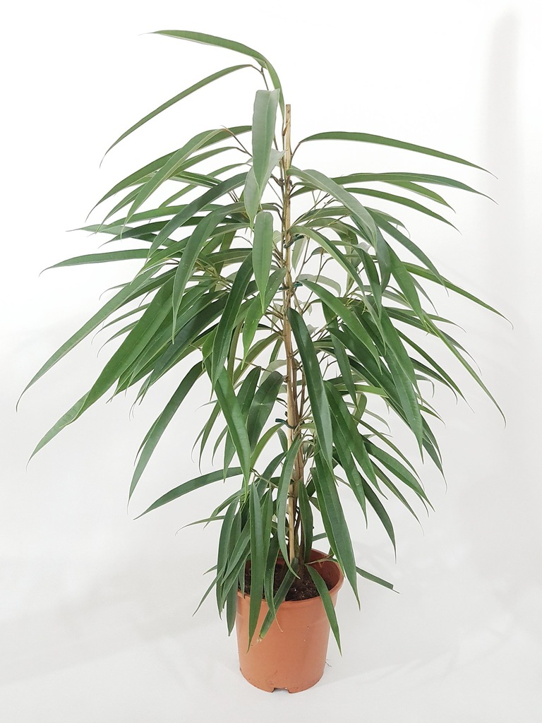 Fikus ALII Ficus - WĄSKOLISTNY  65 cm