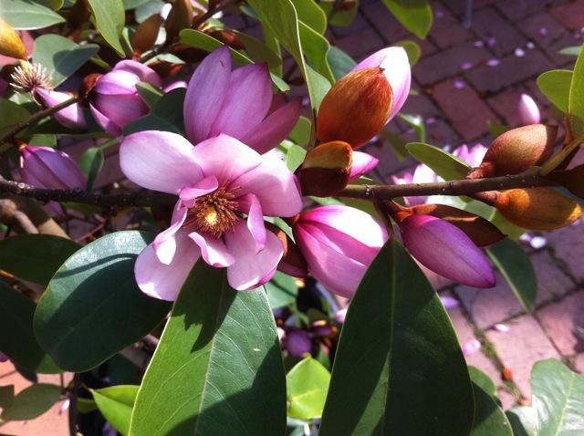 MAGNOLIA różowa FAIRY BLUSH 60-80cm C4