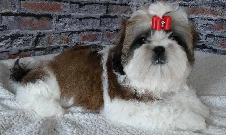 Shih Tzu ZKwP/FCI