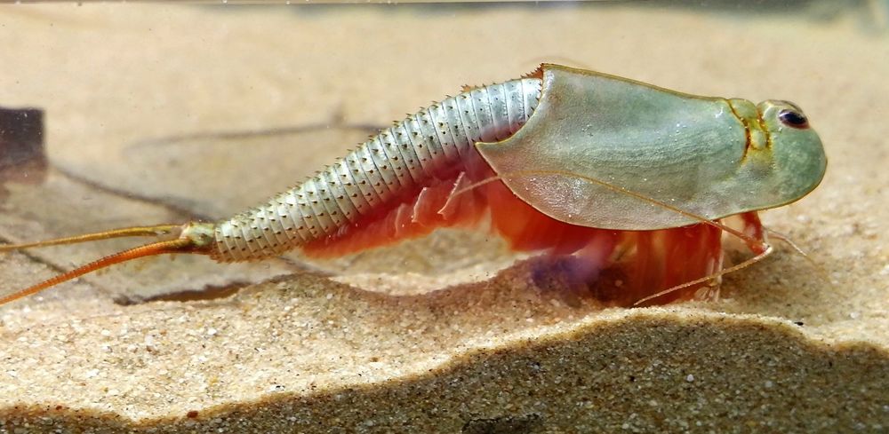 Przekopnica australijska triops przekopnice DUŻO!!