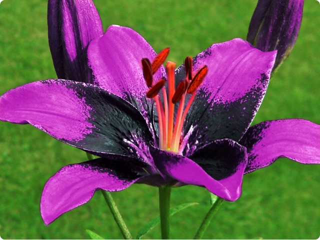 LILIA AZJATYCKA DWUKOLOROWA PURPLE EYE 1 szt