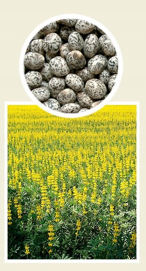 ŁUBIN GORZKI ŻÓŁTY-NASIONA NA POPLON 1KG