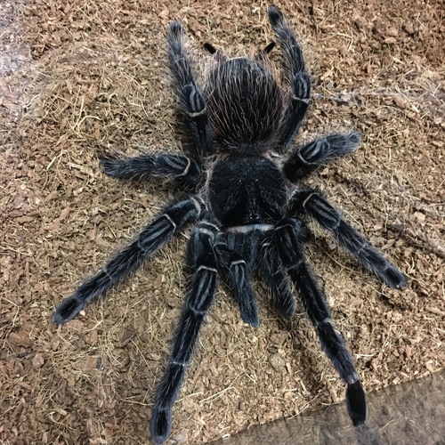 Lasiodora parahybana – ptasznik olbrzymi !!!