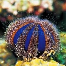 Akwarium morskie - Jezowiec Mespilia globulus