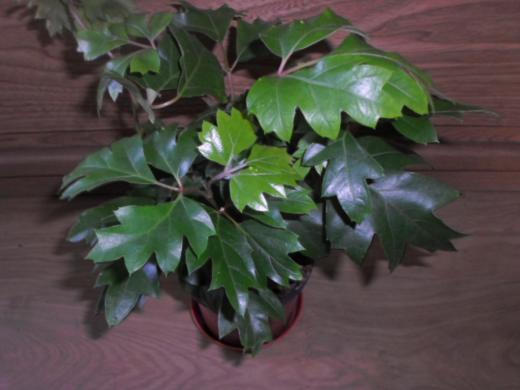 Cissus rąbolistny rhoicissus