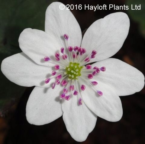 Hepatica 'White Forest' - Przylaszczka japońska